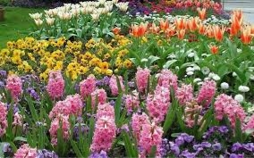 садові квіти | Корисні поради